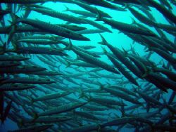 Taken at Shark Reef in Ras Mohamed, South Sinai...the cir... by Mark Beaumont 